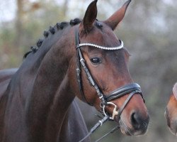dressage horse Shakira RR (Bavarian, 2012, from Zhivago)
