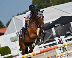 jumper Darcy Thc (anglo european sporthorse, 2015, from Caruso de Trebox)