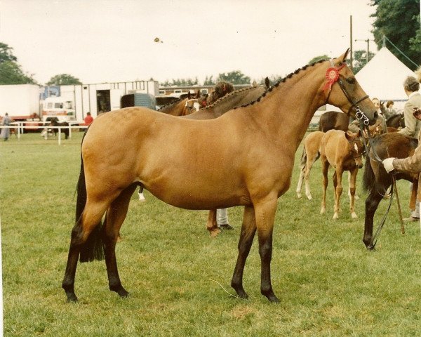 Zuchtstute Chirk Windflower (Welsh Partbred, 1983, von Solway North Wind)