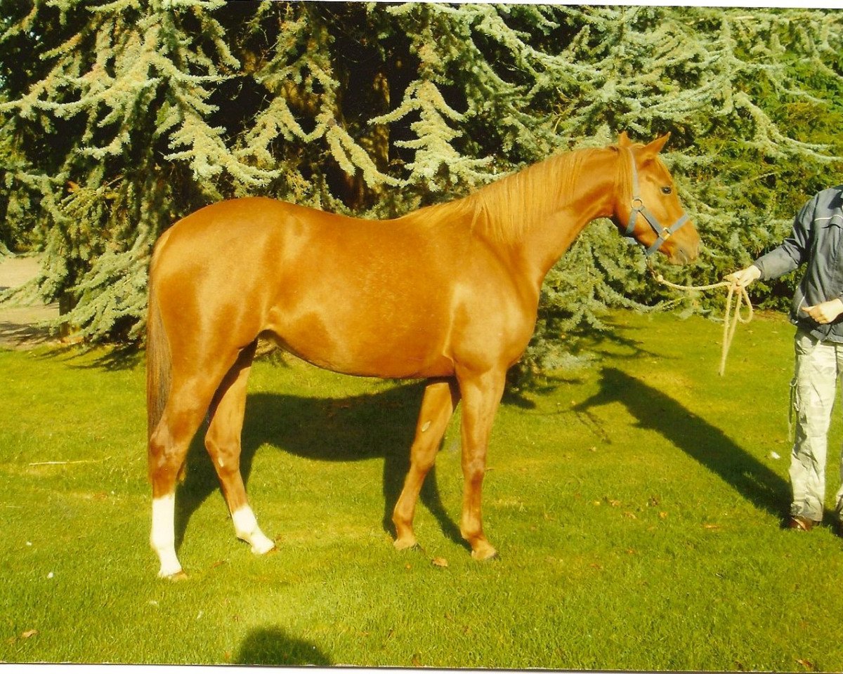 horse Rotherwood Pandora (British Riding Pony, 2004, from Rotherwood Peter Pan)