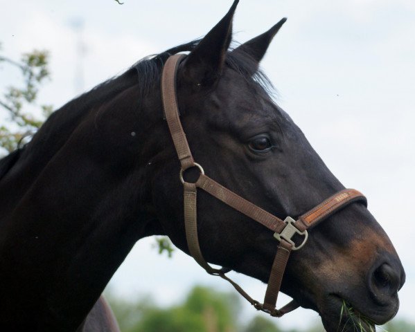 Pferd Santos Carrera (Westfale, 2002, von Saint Tropez)