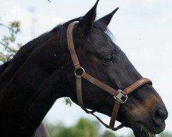 horse Santos Carrera (Westphalian, 2002, from Saint Tropez)