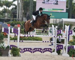 jumper Garant RZ (KWPN (Royal Dutch Sporthorse), 2011, from Toulon)