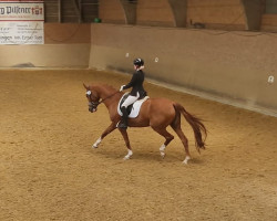 broodmare Wakamee (Württemberger, 2008, from Wolkentanz II)
