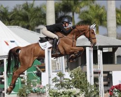 jumper Calimero vd Leuba (Oldenburg show jumper, 2011, from Clarimo Ask)