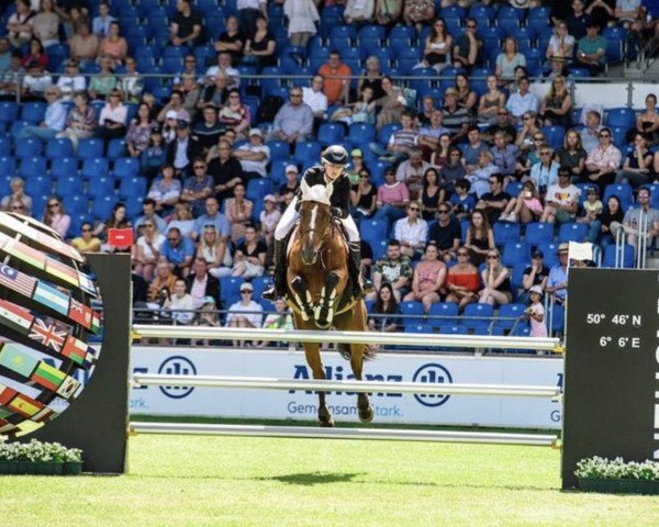 Springpferd Volk D'Erminig (Selle Français, 2009, von Mylord Carthago)