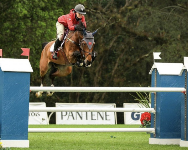 jumper Diadula (Oldenburg, 2014, from Diatendro)