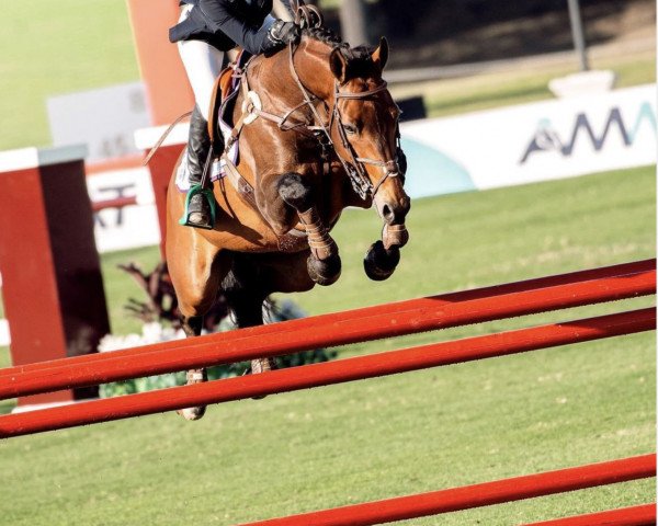 jumper Houston.pp (Belgian Warmblood, 2007, from Lupicor) jumper Houston.pp (Belgian Warmblood, 2007, from Lupicor)