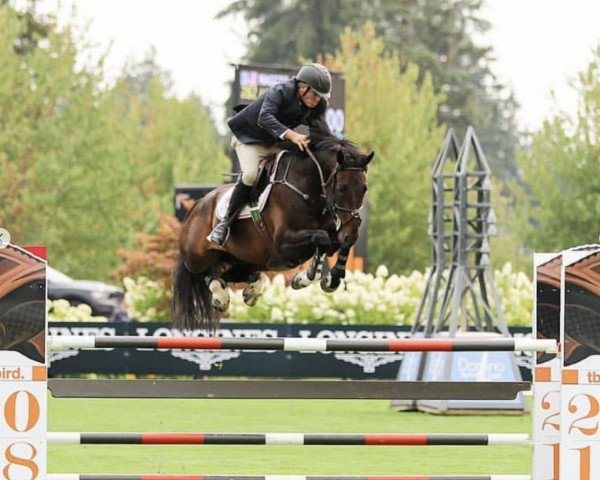 jumper Diathago (Oldenburg show jumper, 2009, from Diarado)