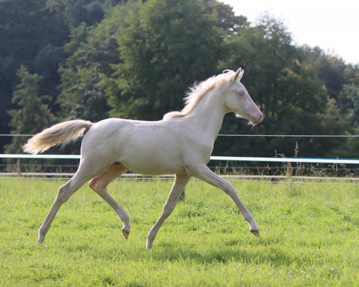 stallion Mcay Dusty Gold Digger (German Riding Pony, 2023, from Don Papa WE)