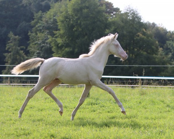 stallion Mcay Dusty Gold Digger (German Riding Pony, 2023, from Don Papa WE)