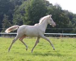 stallion Mcay Dusty Gold Digger (German Riding Pony, 2023, from Don Papa WE)