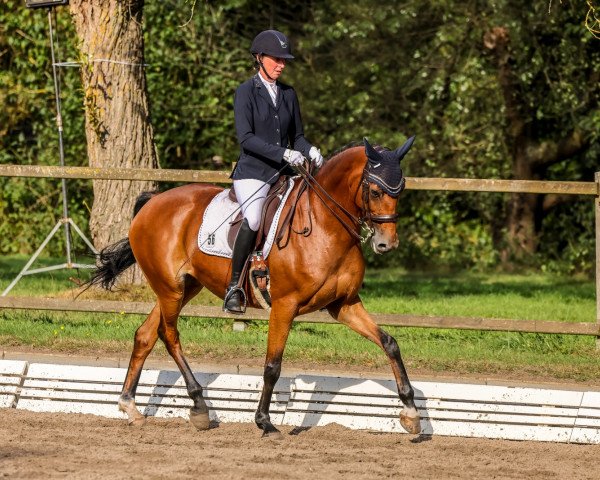 dressage horse Rocca HE (Oldenburg, 2015, from Rocco Granata)