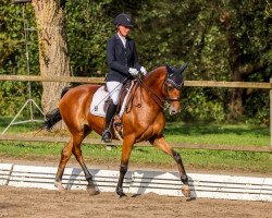 dressage horse Rocca HE (Oldenburg, 2015, from Rocco Granata)