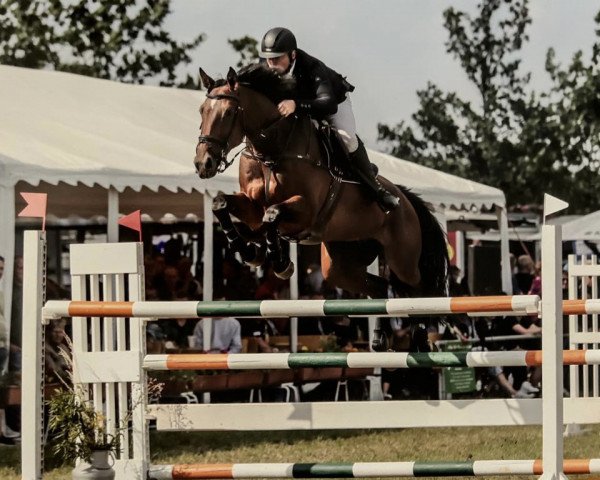 Springpferd Primus 261 (Deutsches Sportpferd, 2015, von Pasco)