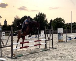 jumper Kennedy Cool (German Sport Horse, 2017, from King of Queens)