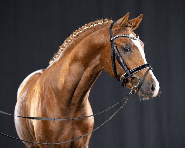 horse Don Cesari (German Riding Pony, 2019, from Tackmanns Don Alonso NRW)