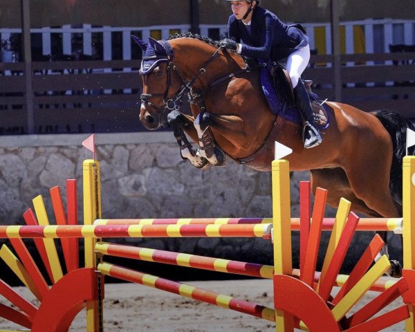 jumper Bonfois van't Hof V Santa Rosa (Zangersheide riding horse, 2014, from Bisquet Balou C)