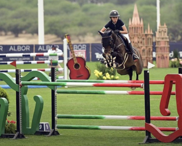 Springpferd Santa Rosa Vancover Se (Schwedisches Warmblut, 2012, von Vivaldi K)