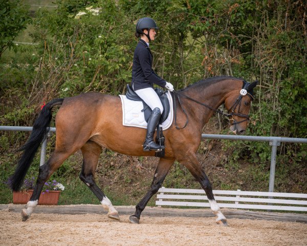 dressage horse Cassiera 2 (Rhinelander, 2009, from Casiro II)