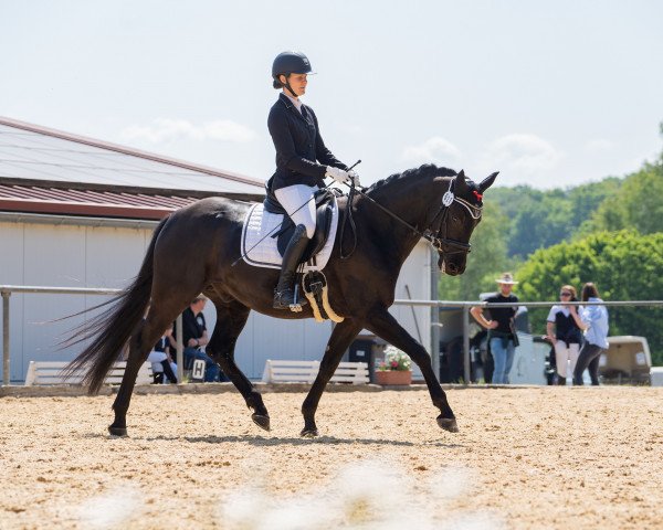 dressage horse Makkuro (German Sport Horse, 2017, from Morricone)