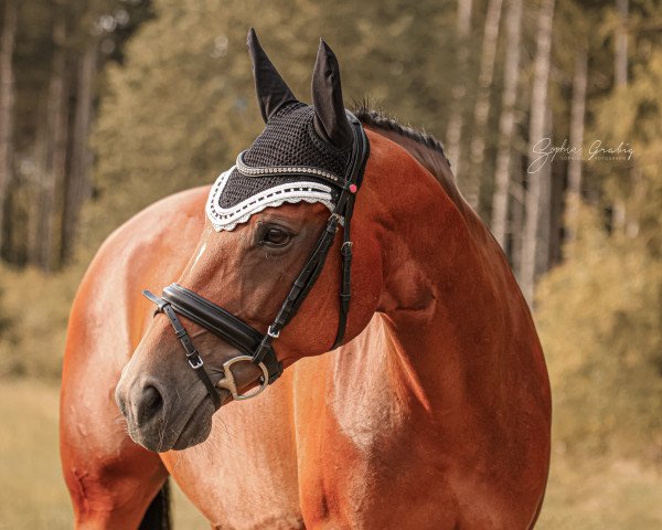 dressage horse Samira R 3 (Württemberger, 2013, from Birkhof's Sirtaki)