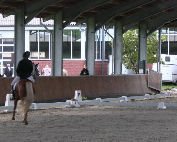Reitturnier Langenfeld - Gut Langfort 2023