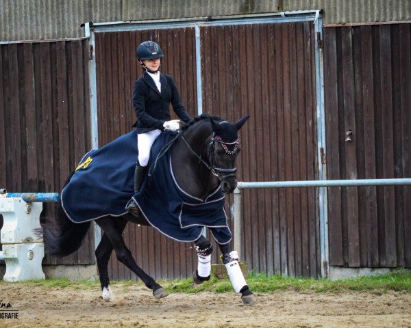 Dressurpferd Black Design S (Deutsches Reitpony, 2012, von Black Power)