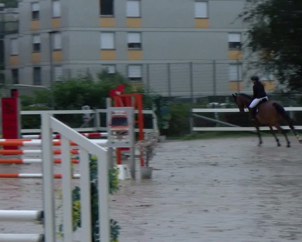 Reitturnier Stadt Bregenz 2023