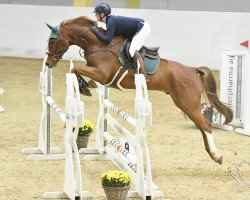 jumper Corlys 3 (German Sport Horse, 2015, from Corlani)