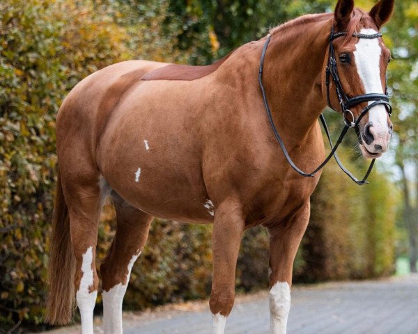 jumper Emily Erdbeere 2 (Hanoverian, 2010, from Escudo I)