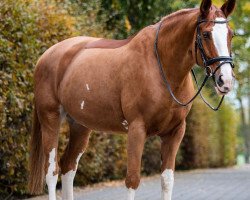 jumper Emily Erdbeere 2 (Hanoverian, 2010, from Escudo I)