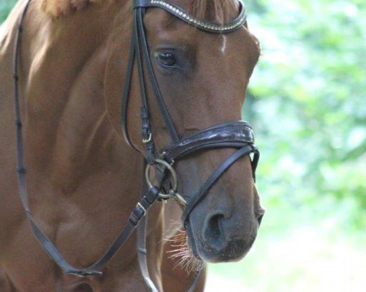 dressage horse Florissa la Rossa (Hanoverian, 2012, from Fuechtels Floriscount OLD)