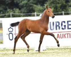 Cheval Stute von Bonds / Stalypso (Oldenbourg, 2023, de Bonds)