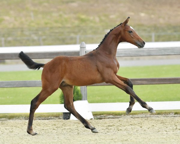 horse Hengst von Tangelo van de Zuuthoeve / Contendro I (Oldenburg show jumper, 2022, from Tangelo van de Zuuthoeve)