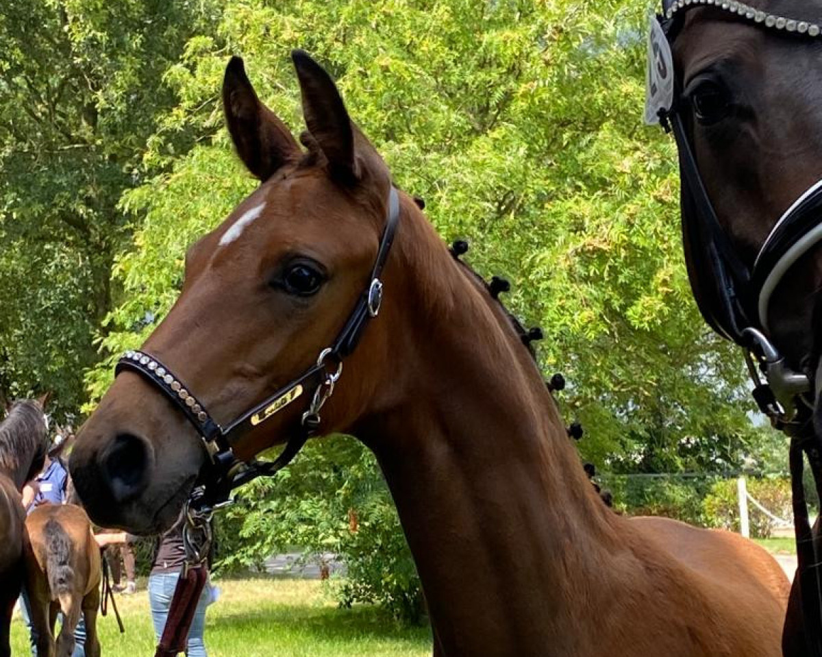 horse Escalitha S (Oldenburg, 2023, from Escolar)
