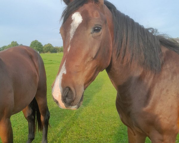 horse Karino-Hol (Holsteiner, 2020, from Keaton HV)