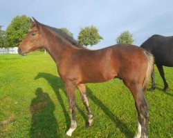 stallion Krischan (Holsteiner, 2023, from Keaton HV)