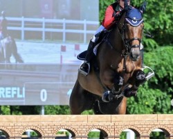 jumper Quarrycrest Reflection (Irish Sport Horse, 2009, from Clover Echo)