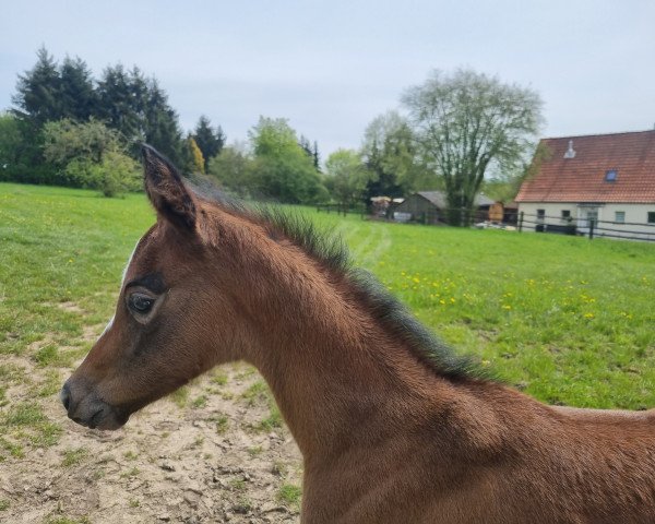 horse Ashalina (German noble blood horse, 2023, from Al Ashar Ox)