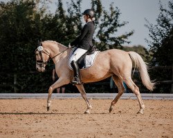dressage horse Oilily 9 (Pony without race description, 2005)