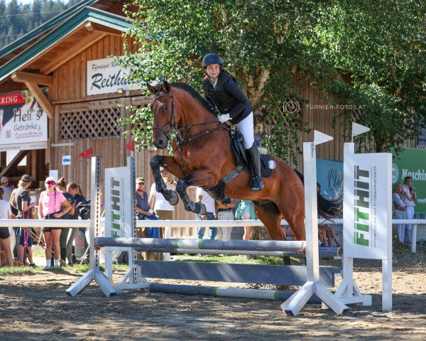 Springpferd Mister Hops (KWPN (Niederländisches Warmblut), 2008, von Broere Atlantic)