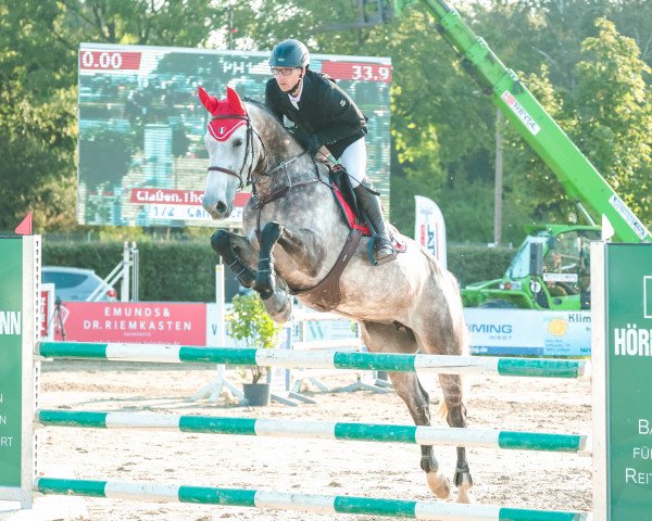 jumper Candy Crush 21 (Zangersheide riding horse, 2017, from Comilfo Plus Z)