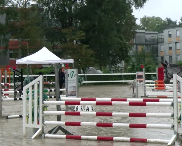Reitturnier Stadt Bregenz 2023