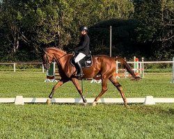 eventing horse Miss Marple Z (Zangersheide riding horse, 2019, from Mistral 203)