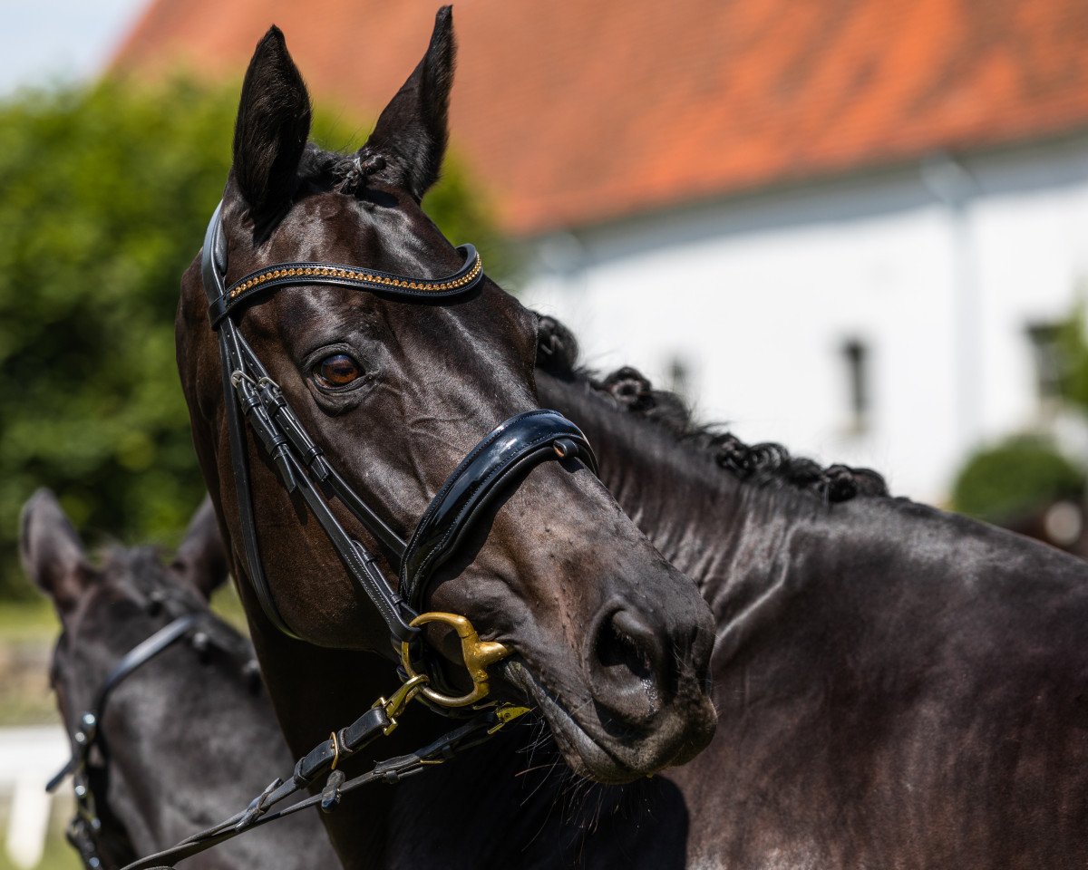 Zuchtstute Ouvertüre (Trakehner, 2006, von Lauries Crusador xx)