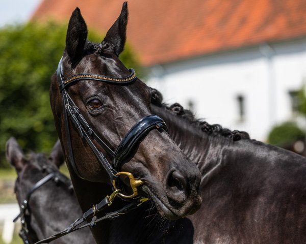 broodmare Ouvertüre (Trakehner, 2006, from Lauries Crusador xx)