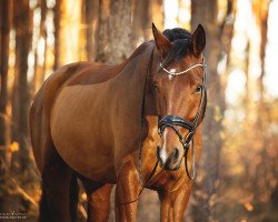 dressage horse Scotty Brown (Hanoverian, 2017, from Scolari)
