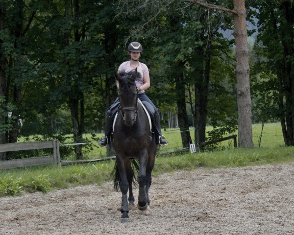 dressage horse Dion 2 (Westphalian, 2005) dressage horse Dion 2 (Westphalian, 2005)