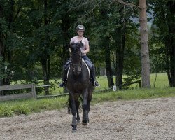 dressage horse Dion 2 (Westphalian, 2005)